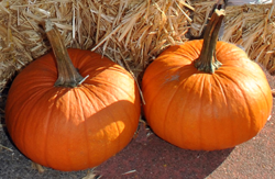 Pumpkins will be the focus of a cooking demonstration Oct. 16.